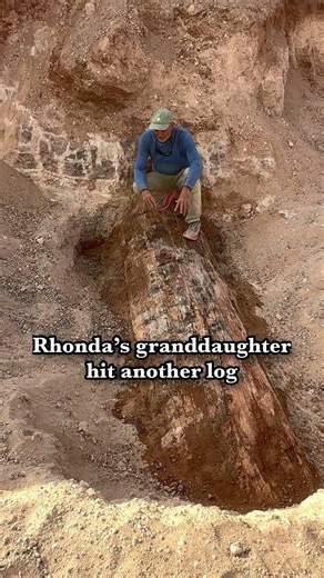 Could This 200-Million-Year-Old Tree Be Part of an Ancient Log Jam?