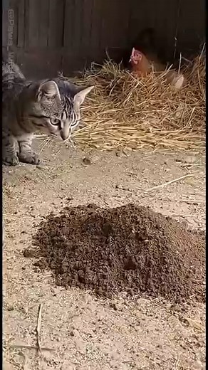 Weasel Sneaks In to Steal Eggs — But the Cat Steps In to Stop It! #weasel #cat #electriceel #Crocodile #WildlifeMoment #UnderwaterScene #RealWildlife #AnimalAttack | Paws & Wildlife
