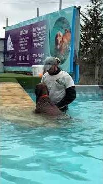 Labradoodle Otto building up his swimming confidence 💦🐾🇬🇧💕
