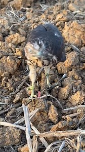 Hawk eating | AmericanEagle