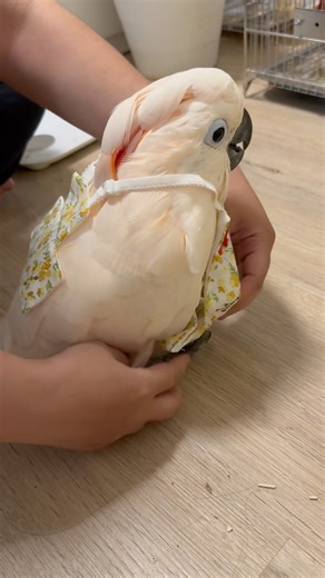 See see! My new clothes! #parrot #cockapoo #birds #cockatoo