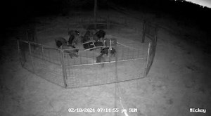 10K views · 138 reactions | Some river bottom swine in Luling, Tx. No longer rooting up this landowners property | Central Texas Hog Removal | Facebook