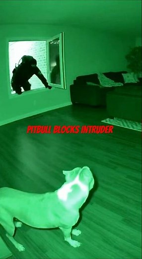 Pitbull vs. Intruder: The MOMENT the Protection Kicks In! 😱