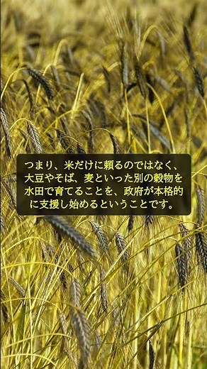 衝撃【5月7日】新たな水田政策が変える3つの真実…知らないと損する農業改革 #shorts
