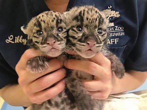 Pittsburgh zoo welcomes new clouded leopard cubs