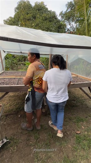 Mga buto ng cacao na ibinilad sa araw bago gawing Cacao Tablea @ Nins Cacao Farm, Salcedo Ilocos Sur | Patrick Lens TV