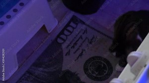 Manx Cat Meowing and Cleaning on a One Hundred Dollar Bill