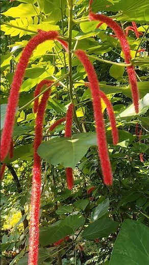 Cat Tail Plant | Flower | #cattail #plants