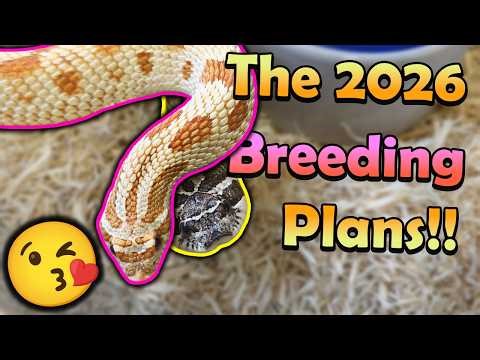 Pairing our Hognoses, Bullsnakes, Kingsnakes, and other Snakes!