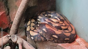 Footage of Carpet python coiled on rocks