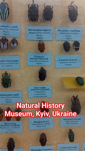 SCARAB BEETLES, JEWEL BEETLES, WOOD BORING BEETLES, Scarabaeidae, Buprestidae, IN NATURE HISTORY MUS