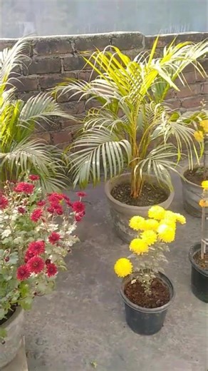 🌿 My Green Garden | Peaceful & Refreshing Nature Vibes ✨ #garden #nature #flowers #greenery