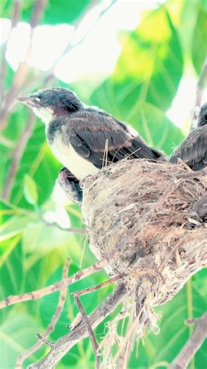 709 reactions · 27 shares | Oriental Magpie Robin (Copsychus...