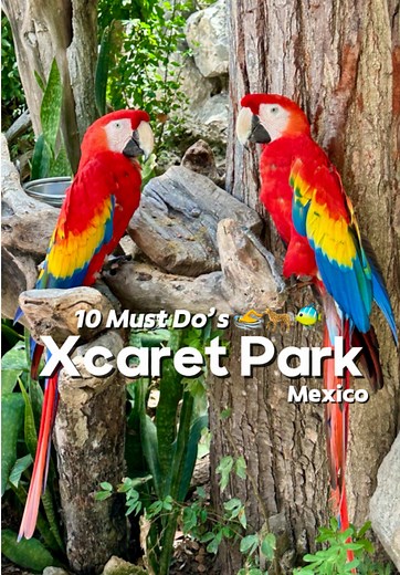 10 Must Do Activities at Xcaret Park Mexico! 😆🐬🏊‍♂️🦩🐆 1. Enjoy the beautiful presence of the diverse group of animals living in the park! You’ll come across species such as flamingos, macaws, manatees, spider monkeys, coati’s, raccoons, jaguars, deers & tapirs! 🐆 2. Swim in crystal clear waters at the underground rivers. There are three in total (Azul, Manatee, & Mayan)! The rivers wind through an underground cave system opening up to natural skylight & cascading waterfalls at various poin