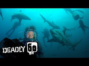 Diving with Dangerous Bull Sharks | Deadly 60 | BBC Earth Kids