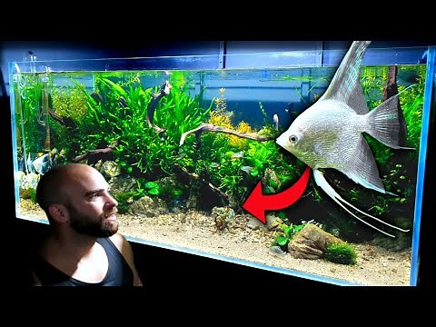 4ft ANGELFISH AQUARIUM BUILD - FULL STEP BY STEP TUTORIAL | MD FISH TANKS