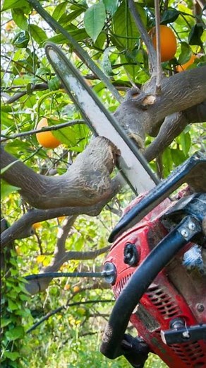 Pruning citrus fruits in 30 seconds 🍋🍊