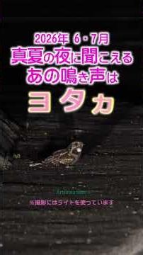 真夏の夜に聞こえるあの鳴き声は ヨタカ #shorts #ヨタカ #夜鷹 That cry heard on a midsummer night—it is the nightjar.