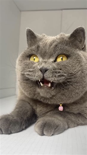 King Louis 👑 | British Blue on Instagram: "Amid the calm of Edinburgh’s New Town, a silent predator watches. Louis the British Blue, has spotted a bluetit… 🐦‍⬛ v 🐈‍⬛ . . . . #edinburgh #cat #cats #pet #pets #britishshorthair #britishblue #catsofinstagram #catsofday #bluetit #bird #birdwatching #chirp #chirping"