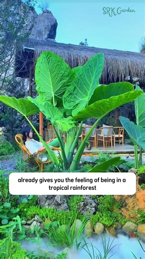 2.5K views · 25 reactions | Alocasia Calidora – Giant Elephant Ear Plant | Terra Nursery | Facebook