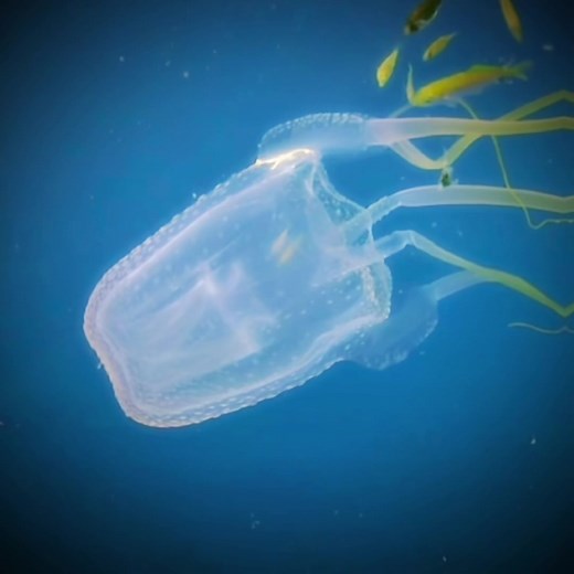 The Deadly Box Jellyfish: A Lethal Ocean Predator