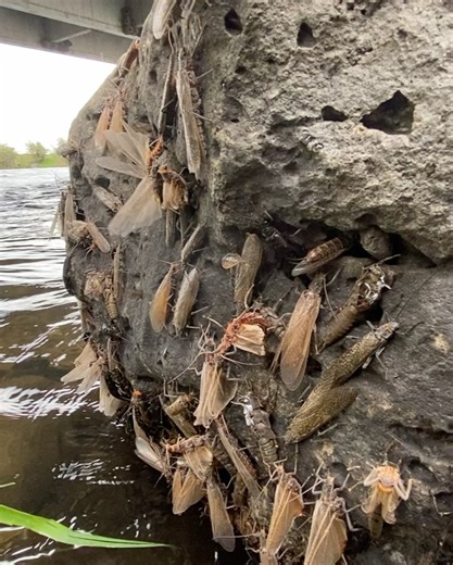 21 reactions | Teton Valley Lodge on Reels | Facebook