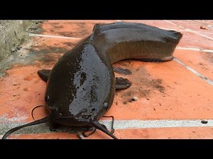 Avalancha de clarias por las lluvias