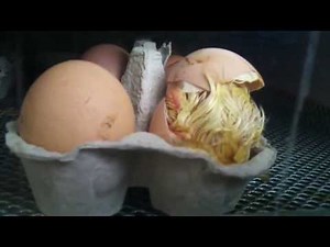 éclosion de poussin !