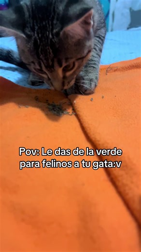 Felinos y Sueños: Humor y Rapunzel en Gatos