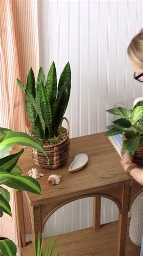 HGTV Summer Plants