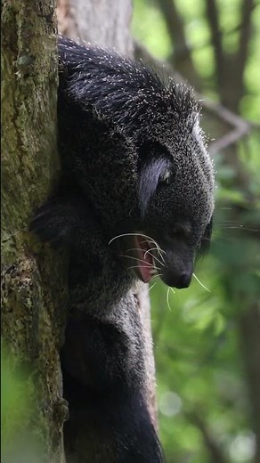 Binturongs The Asian Bearcat 🦝 Binturong Fun Facts