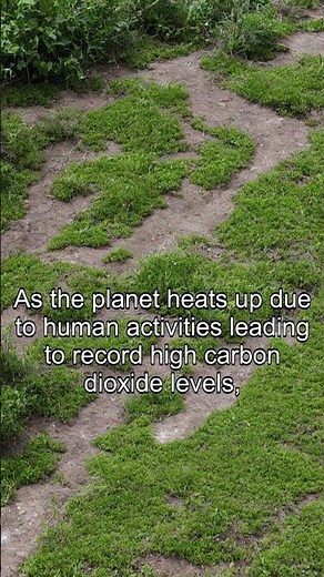 What is the carbon cycle?