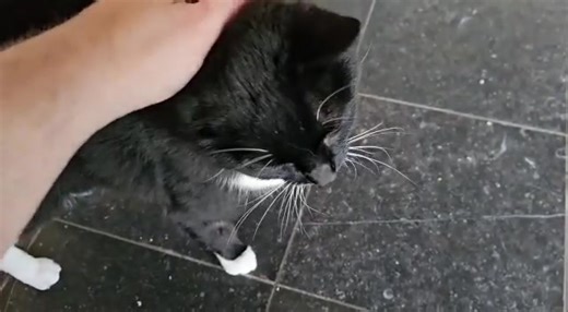 20 reactions · 14 shares | Nos chats de plus d'un an à l'adoption...