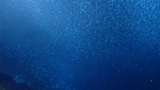 Mactan Sardine Run | Mactan Scuba Dive Center