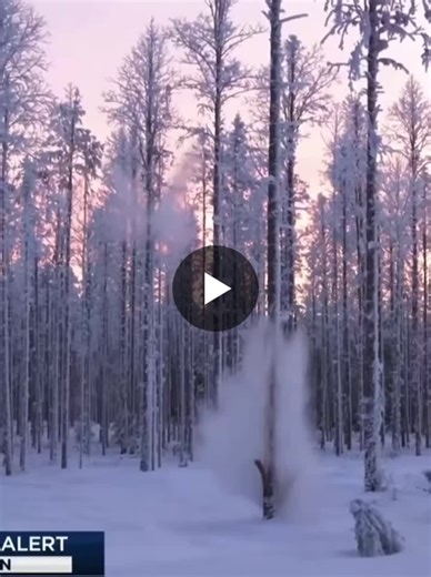 Frost Cracking in Trees: Causes and Consequences | Max D. posted on the topic | LinkedIn