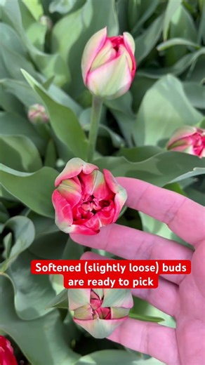 Mystery of Double tulips - “Bombastic Red” example
