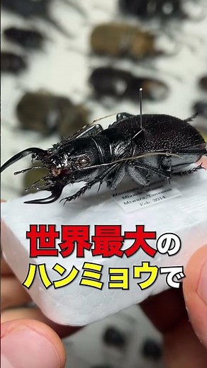 3 insects that look like stag beetles #stag beetle #breeding