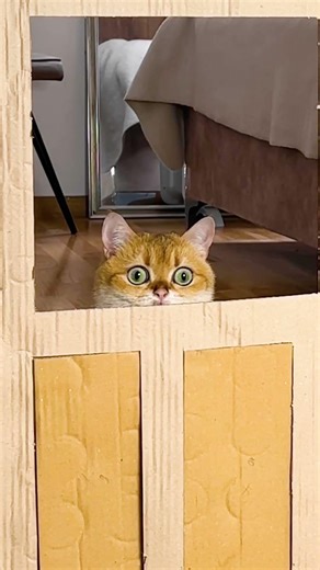 Ultimate Cat Vs Box Battle 😹📦