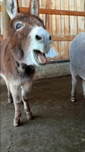 donkey baby crying.