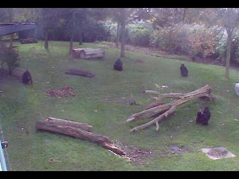 Live WebCam Gorillas