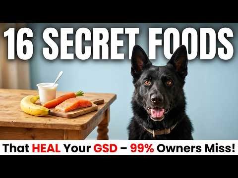 16 Human Foods That Fix Almost Everything in GSD's | 99% of Owners Have No Idea