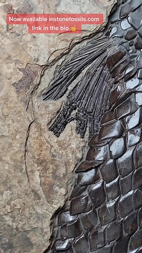 instonefossils on TikTok