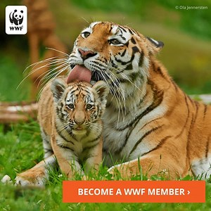 Half of all tiger cubs die within two years. Tigers, thousands of other threatened species, and habitats around the world are in immediate danger. They need us NOW: please, become a WWF member today. | World Wildlife Fund