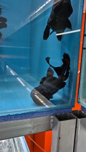 42 reactions | Japon (Oranda) [Black] Japon (Oranda) [Blue] Japon (Oranda) [Calico] Japon (Oranda) [Red & Black] Japon (Oranda) [Red & White] Japon (Oranda) [Red Cap] Japon (Oranda) [Red] Japon (Ranchu) [Black] Japon (Ranchu) [Calico] Japon (Ranchu) [Red] Japon (Ranchu) [Sakura] Japon (Ranchu) [White] Japon (Ryukin) [Red] Japon (Ryukin) [Red&White] Japon (Ryukin) [Calico] Japon (İnci Gövde) Japon (Balon Göz) Japon (Teleskop) | Hobihanem | Facebook