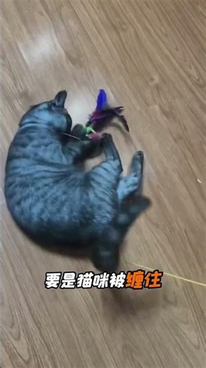 Cat Abused by Lightning-Proof Toy? Unveiling the Truth About Cat Safety