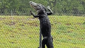 VIDEO: Alligator climbs over fence in Florida