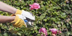10 gardening jobs to do now in preparation for autumn