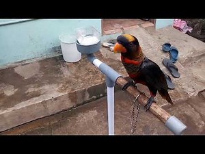 Suara Burung Nuri Dusky