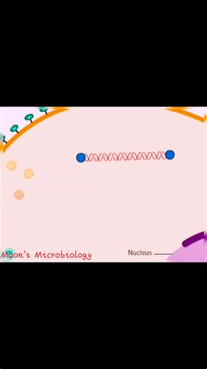 A Retrovirus Life cycle explanation Moon's Microbiology #virus #HIV #laboratory #microscope #microbiology #shortsreels #reelsviralシ | Moon's Microbiology
