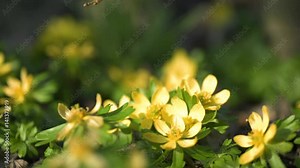 Winter Aconite Part 2. Dolly Tracks from right to left Close-Up Shot - And Focus Shift
